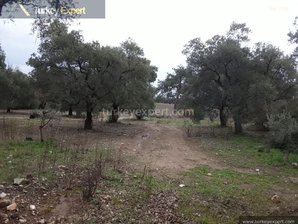 Olive Grove for sale close to Kusadasi center